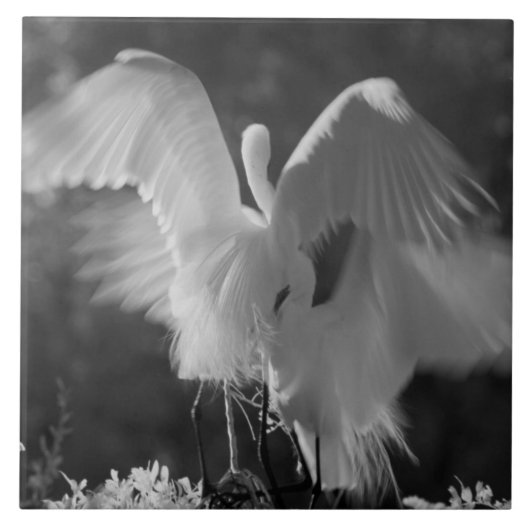 アメリカ合衆国、フロリダ州、ダイサギ(Ardea alba)赤外線 3 タイル (正面)