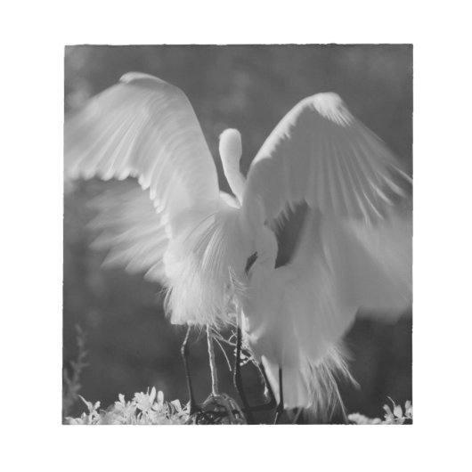 アメリカ合衆国, フロリダ州, ダイサギ (Ardea alba) 赤外線 3 ノートパッド (正面)