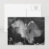 アメリカ合衆国、フロリダ州、ダイサギ(Ardea alba)赤外線 3 ポストカード (正面/裏面)