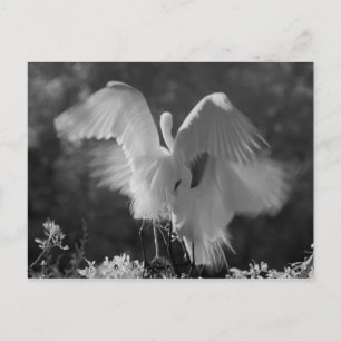 アメリカ合衆国、フロリダ州、ダイサギ（Ardea alba）赤外線 3 ポストカード