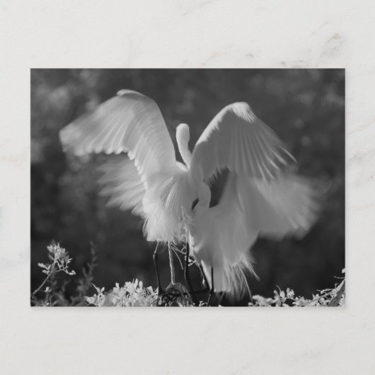 アメリカ合衆国、フロリダ州、ダイサギ(Ardea alba)赤外線 3 ポストカード (正面)