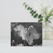 アメリカ合衆国、フロリダ州、ダイサギ(Ardea alba)赤外線 3 ポストカード (スタンド正面)