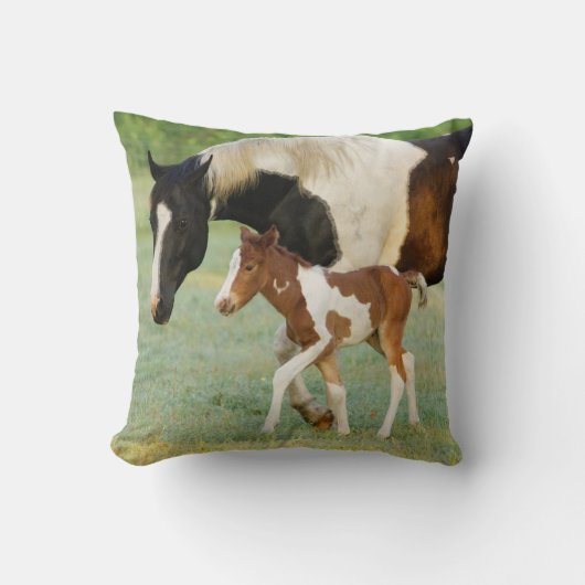 アメリカ合衆国, フロリダ州, 新生児 Paint filly クッション (正面)