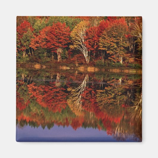 アメリカ合衆国 ミシガン州 アッパー半島 紅葉 マグネット (正面)