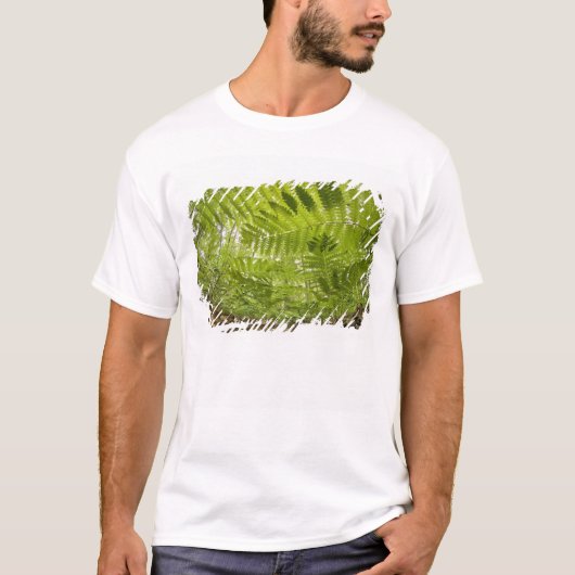 アメリカ合衆国 ミネソタ州 スペリオル湖 北岸 Tシャツ (正面)
