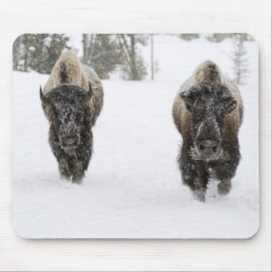 アメリカ合衆国 ワイオミング州 イエローストーン国立公園 アメリカバイソン (Bison マウスパッド
