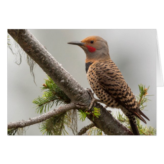 アメリカ合衆国、ワシントン州。オスのキツツキ（Northern Flicker）2 (正面横)