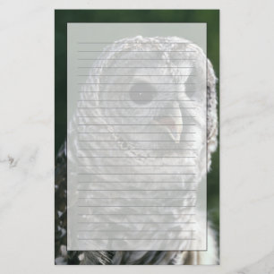 アメリカ合衆国、ワシントン州。オビハシフクロウ (Strix varia) 便箋