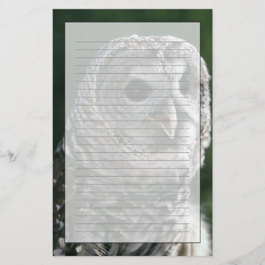 アメリカ合衆国、ワシントン州。オビハシフクロウ (Strix varia) 便箋 (正面)