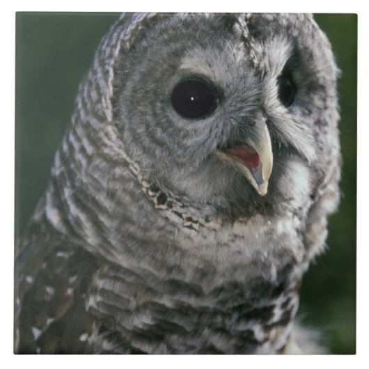 アメリカ合衆国、ワシントン州。オビヒメフクロウ (Strix varia) タイル (正面)