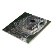 アメリカ合衆国、ワシントン州。オビヒメフクロウ (Strix varia) タイル (側面)