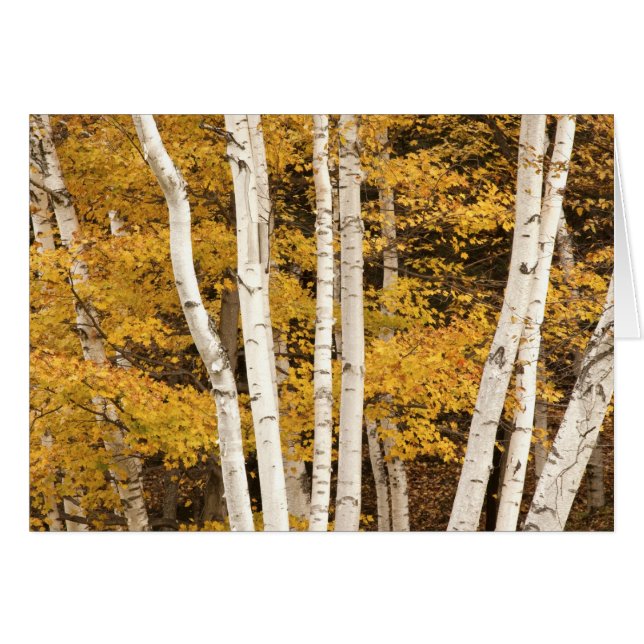 アメリカ合衆国，秋の風景 (正面横)