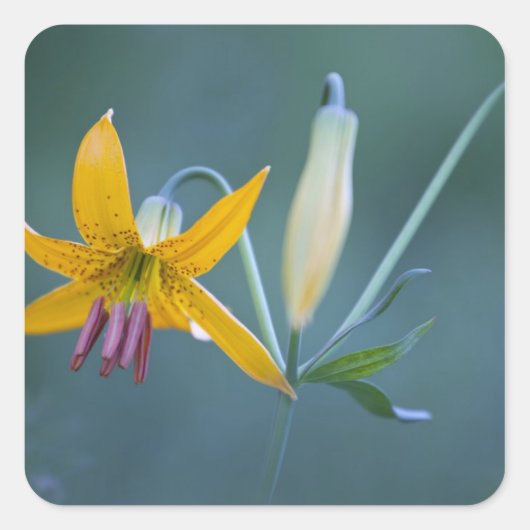 アメリカ合衆国、WA、レイニア山国立公園。コロンビア スクエアシール (正面)