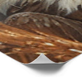 アメリカ国旗に包まれた可愛い愛国猫 ポスター (角)