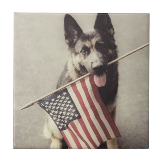 アメリカ国旗を掲げたドイツの羊飼い タイル (正面)