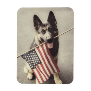 アメリカ国旗を掲げたドイツの羊飼い マグネット