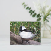 アメリカ産のアヒルの中で最も小さい種類の1つ ポストカード (スタンド正面)