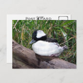 アメリカ産のアヒルの中で最も小さい種類の1つ ポストカード (正面/裏面)
