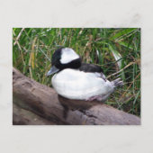 アメリカ産のアヒルの中で最も小さい種類の1つ ポストカード (正面)