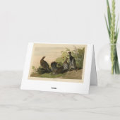 アメリカ産のクロウズオドゥボンの鳥類 カード (裏面)