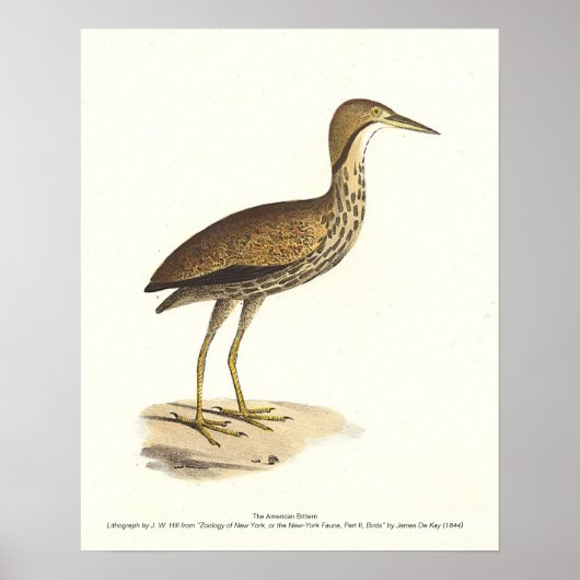 アメリカ産のニワトリ(Botaurus lentiginosus)鳥 ポスター (正面)