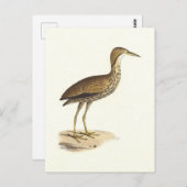 アメリカ産のニワトリ(Botaurus lentiginosus)鳥 ポストカード (正面/裏面)