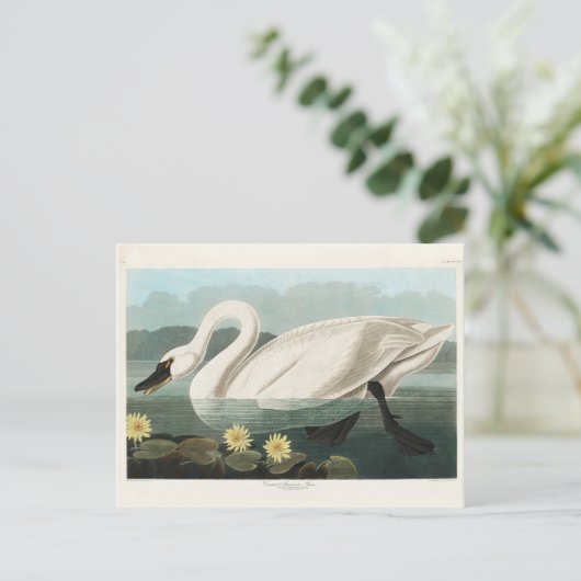 アメリカ産の一般的な白鳥、アメリカの鳥、ヴィンテージ ポストカード (スタンド正面)