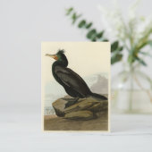 アメリカ産の二毛鳥類 ポストカード (スタンド正面)