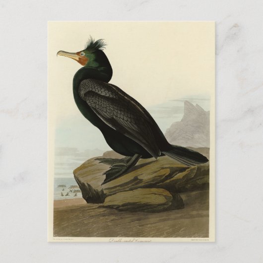 アメリカ産の二毛鳥類 ポストカード (正面)