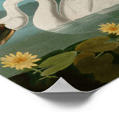 アメリカ産ハクチョウの鳥オードボン ポスター (角)