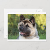 アメリカ秋田犬 ポストカード (正面/裏面)