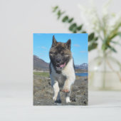 アメリカ秋田 ポストカード (スタンド正面)