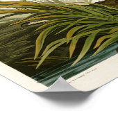 アメリカ素晴らしのブルーヘロン・ジョン・オードボンバード ポスター (角)