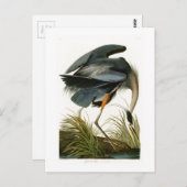 アメリカ素晴らしのブルーヘロン・ジョン・オードボンバード ポストカード (正面/裏面)