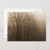 アメリカ素晴らしスモークマウンテンNPテネシーの木々 ポストカード (正面/裏面)