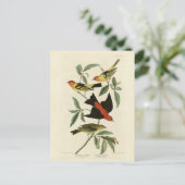 アメリカ西部の緋色のタネジャーズ・オードボン・バード ポストカード (スタンド正面)