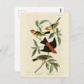 アメリカ西部の緋色のタネジャーズ・オードボン・バード ポストカード (正面/裏面)