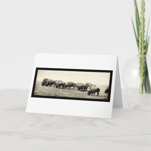 アメリカ野牛のバッファローの写真1906年 カード (正面)