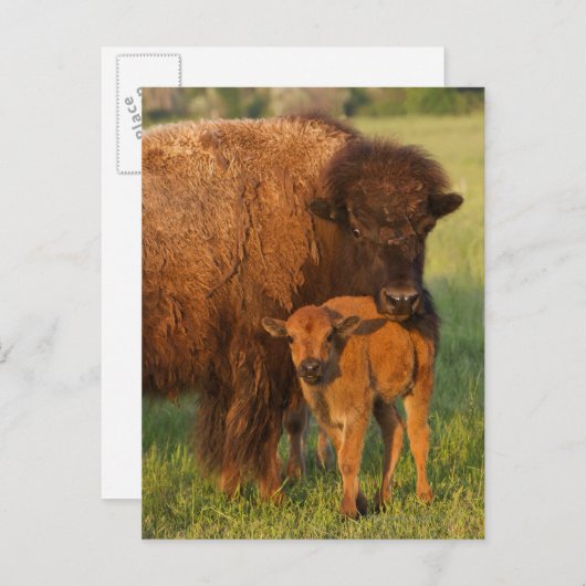 アメリカ野牛牛および子牛、ノースダコタ ポストカード (正面/裏面)