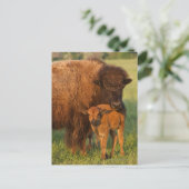 アメリカ野牛牛および子牛、ノースダコタ ポストカード (スタンド正面)