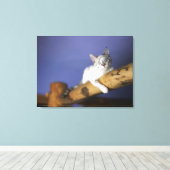 アメリカ・アイオワポートレート子猫 キャンバスプリント (インサイチュ (ウッドフロア))