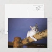 アメリカ・アイオワポートレート子猫 ポストカード (正面/裏面)