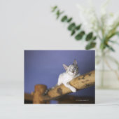 アメリカ・アイオワポートレート子猫 ポストカード (スタンド正面)