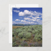 アメリカ、アイダホ、カマス株式会社サギブラシとルピネ ポストカード (正面/裏面)