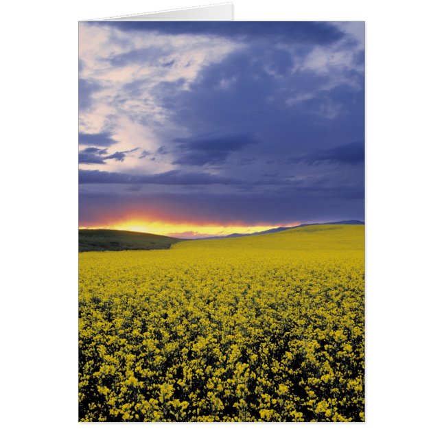 アメリカ、アイダホ、スワンバレー。炎のような夕焼けが出る (正面)