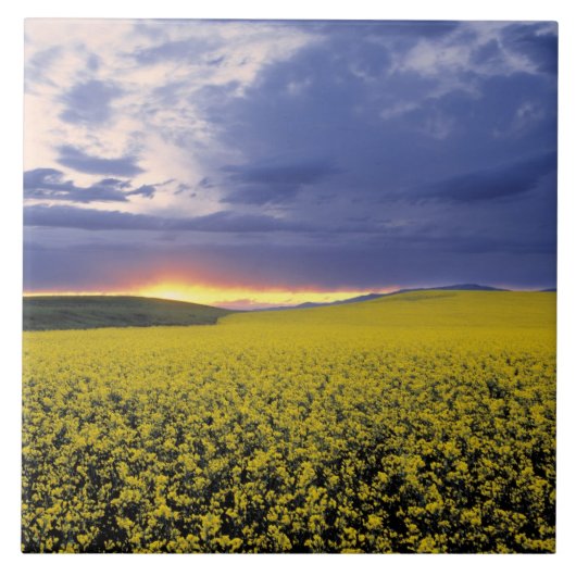 アメリカ、アイダホ、スワン・バレー。炎々たる夕日が立つ タイル (正面)