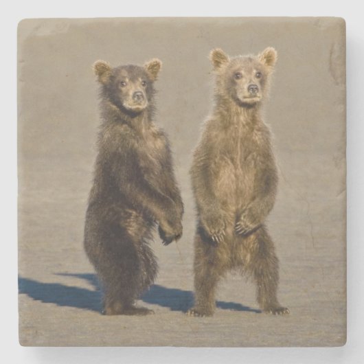 アメリカ。アラスカ州.沿岸性褐色熊の子牛 ストーンコースター (正面)