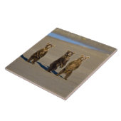 アメリカ。アラスカ州.沿岸性褐色熊の子牛 タイル (側面)