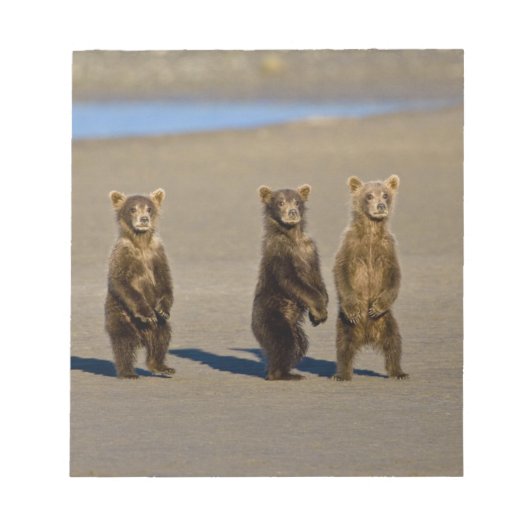アメリカ・アラスカ州・海岸沿いに生息するヒグマの子グマ ノートパッド (正面)
