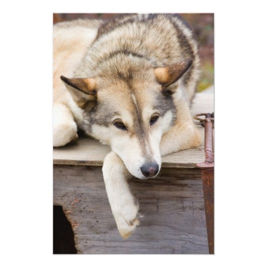 アメリカ・アラスカ州、N.A.。ハスキー犬の犬ぞり フォトプリント (正面)